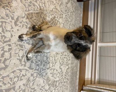 18 week old Pomchi puppy. Up to date on all shots and dewormed. Comes with bowls, bed, toys, pee pads etc. He is doing great on potty training. Does very well with children and other dogs.