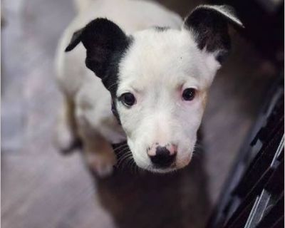 Tinkerbell - Female Puppy Pit Bull mix for Adoption
