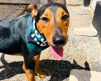 Young. Ziggy is the cutest, happiest boy! Thank goodness for the Good Samaritan who saw him get thrown out of a truck! Can you imagine that that is what someone thought to do?!?! Ziggy LOVES hugs, he desperately wants to feel safe and loved, and then go run around and play fetch and come back for more hugs! Love this boy!!! Look at his adorable widow s peak hairdo. And those EARS!!!! What great...