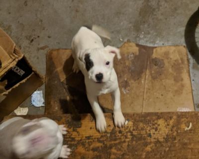 Med or large dog kennal