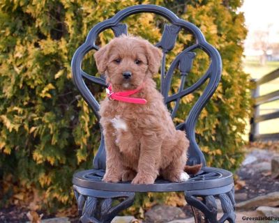 Meet your new BFF, Mia! This delightful Labradoodle puppy is vet checked & up to date on shots & wormer, plus comes with a health guarantee provided by the breeder! Mia is well socialized & currently being family raised with children!. Gender: Female Sire: Prince (Moyen Poodle-25LBS) Dam: Mia (Fox Red Labrador Retriever) Dam License# 10481 DOB: September 27th, 2025 Age: 7 Weeks Available: Novem...