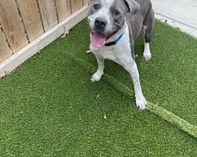 Peter Pan - Australian Cattle Dog/American Staffordshire Terrier Mix Male Dog for Adoption