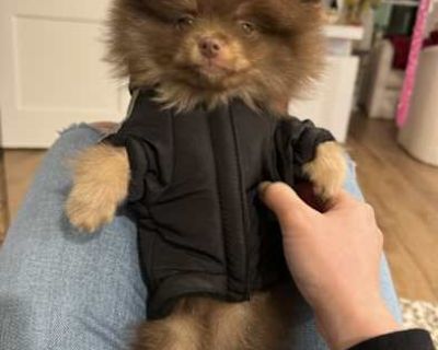 Goji - Pomeranian Male Puppy for Adoption