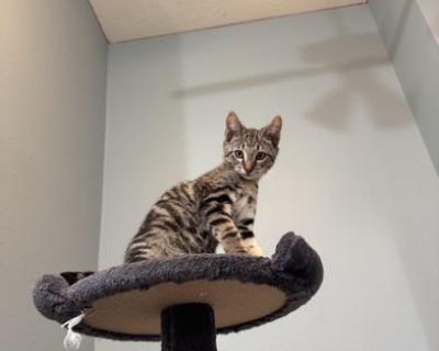 Emmett - Tabby & Domestic Short Hair Mix Male Cat for Adoption