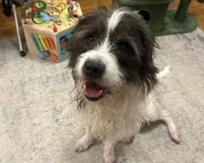 Scrappy - Border Collie/Poodle (Standard) Mix Male Dog for Adoption