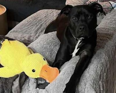 Judge - American Pit Bull Terrier Male Dog for Adoption