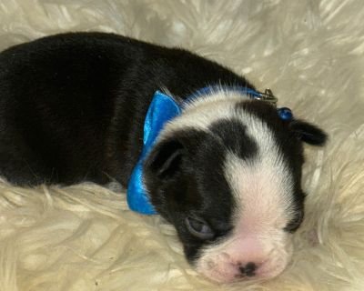 1 Male Boston Terrier Puppy for Sale