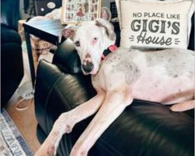 LOCATION: Medford, NY DOB: 11/15/2019 Are you in the market for a dog who believes that no lap is too small for a Great Dane-sized cuddle? Meet Lilly, the dog who's convinced that she's the perfect fit for your lap-whether reality agrees or not. At 75 pounds, this sweet, snuggly girl may think she's a lap dog, but her heart is even bigger than her adorable frame. Lilly is a professional snuggle...