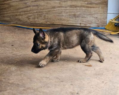 1 Male and 2 Female German Shepherd Dog Puppies for Sale