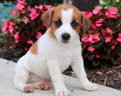 Sporty - Male Jack Russell Terrier Puppy for Sale