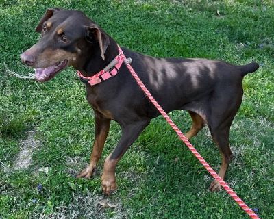 Sadie Mae - Doberman Pinscher Female Dog for Adoption