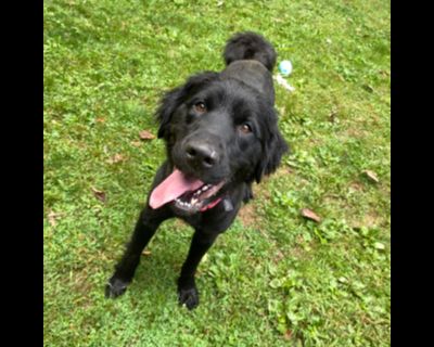 Shadow - Great Pyrenees & Black Labrador Retriever Mix Female Dog for Adoption