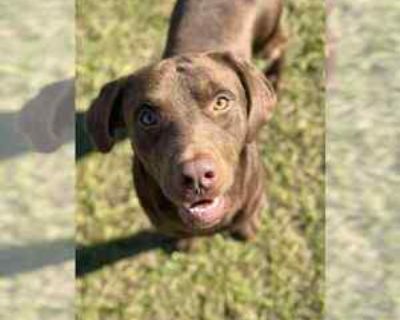 Zeus (Chesterfield) - Labrador Retriever-Unknown Mix Male Young