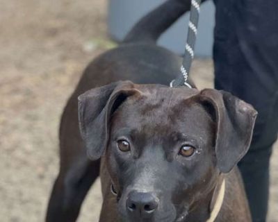 Lucy - Labrador Retriever Female Puppy for Adoption
