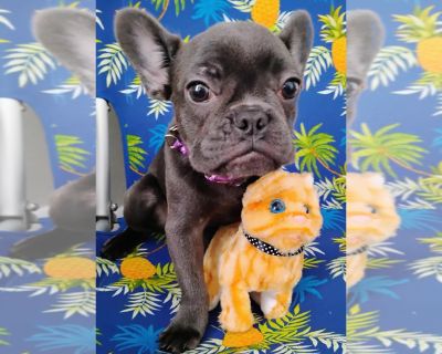 Diamond - French Bulldog Female Puppy for Adoption