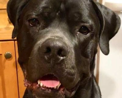 Rune - Cane Corso Male Dog for Adoption