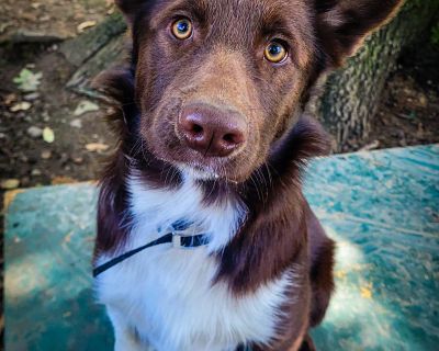 Stashew - Australian Shepherd & Norwegian Elkhound Mix Male Dog for Adoption