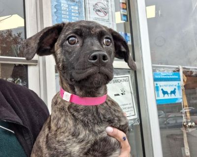 Characteristics Curious, Friendly, Playful Coat length Short Health Vaccinations up to date.. Puppy Female Medium Brindle
