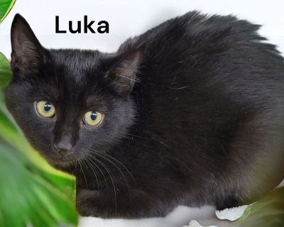 You can fill out an adoption application online on our official website.. Kitten Male Medium Black