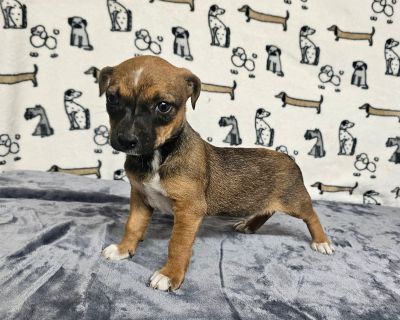 Baby Boy #2 - Chihuahua & Jack Russell Terrier Mix Male Puppy for Adoption