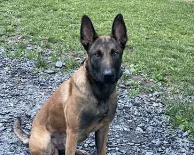 Dallas - located in NY - Belgian Malinois Male Dog for Adoption
