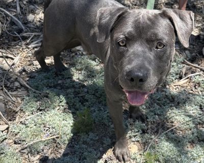 Freckles (Aka Perry) - Mastiff & American Staffordshire Terrier Mix Male Dog for Adoption