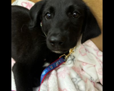 Joy - Black Labrador Retriever Female Puppy for Adoption