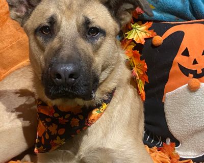 Awesome Hudson Black mouth cur shepherd mix - Black Mouth Cur & Shepherd Mix Male Dog for Adoption