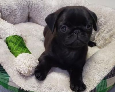 1 Female Pug Puppy for Sale