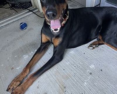 Metro Boomin - Doberman Pinscher Male Dog for Adoption