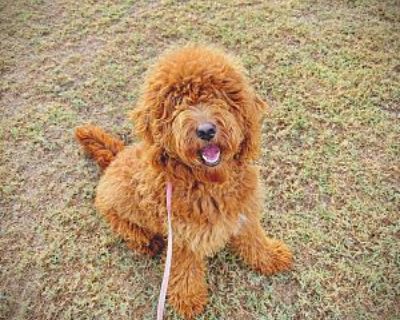 Peanut - Goldendoodle Female Puppy for Adoption