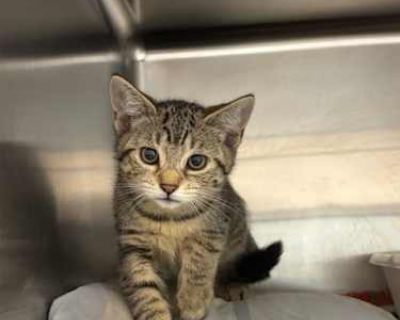 Boujee - Domestic Shorthair Female Cat for Adoption