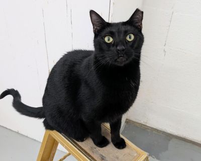 Meet George! A sweet and laid back dude, looking for cuddles! George is super friendly and loves both people and other cats. He's always following around volunteers trying to convince them to stop cleaning and give him pets! And with such a sweet face, how could we resist! Honestly, he's just such a sweet boy. He's just absolutely perfect in every single way. Oh my gosh, and did you happen to n...