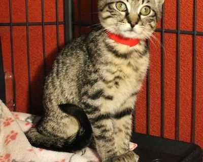 Child. Brown tabby. Hair: short. Adoption process An adoption application needs to be filled out and approved. We invite you to stop by our adoption center and visit the cats and kittens in person. Talk with an adoption counselor for information on each animal. We will help you find your match! A contract is signed upon approval and adoption. Fees can vary from cat to cat, depending on age, bre...