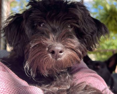 Myles - Shih Tzu & Miniature Poodle Mix Female Puppy for Adoption