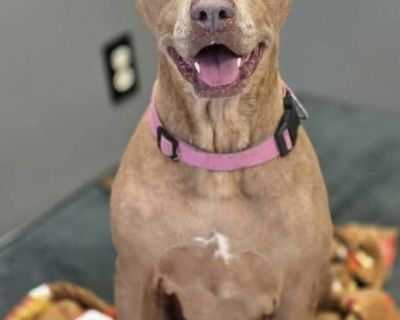 Bella the GA Beauty - Pit Bull Terrier & Labrador Retriever Mix Female Dog for Adoption