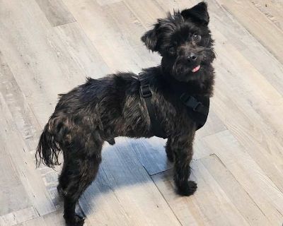 Adult. Black. Meet Buddy the sweetest 4-year-old cuddlebug looking for his second chance at forever! Buddy spent his early years as a spoiled, cherished indoor boy until his owner sadly passed away. After that, he ended up with a family member who kept him outside in a pen with no shelter through the hot, rainy summer. Thankfully, he was surrendered and is now thriving in his foster home right ...