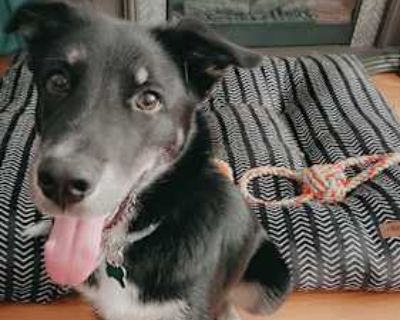 Ollie - Husky Male Dog for Adoption