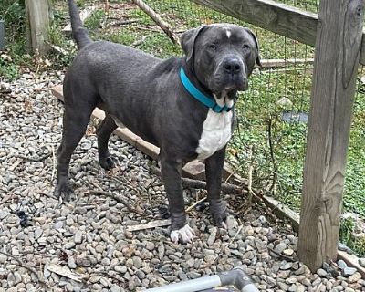 Lucky Loki - American Staffordshire Terrier Male Dog for Adoption