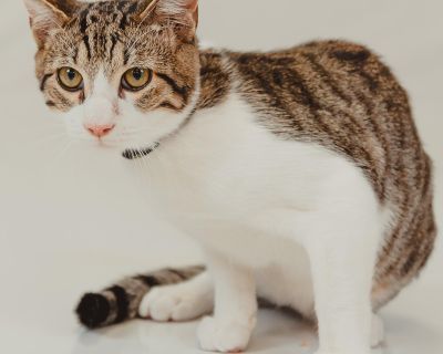 Toby - Domestic Short Hair Male Cat for Adoption