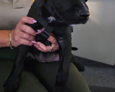 Tia - Pit Bull Terrier & Black Labrador Retriever Mix Female Puppy for Adoption