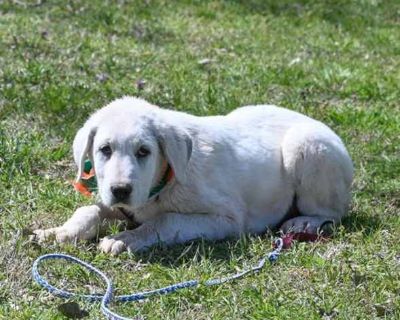 Dolan - Akbash/Great Pyrenees Mix Male Puppy for Adoption