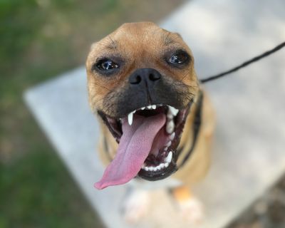 Curly Sue - Pug Mix Female Dog for Adoption