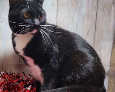 Tungl - Domestic Shorthair Female Cat for Adoption
