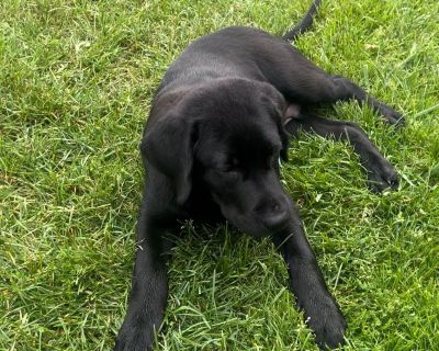 1 Male Labrador Retriever Puppy for Sale