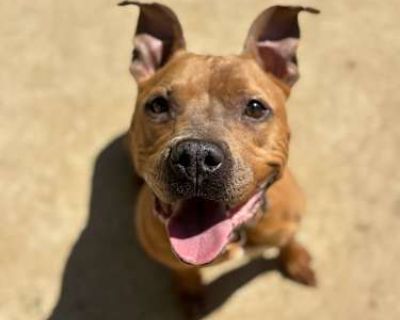 Nugget - American Pit Bull Terrier Female Dog for Adoption