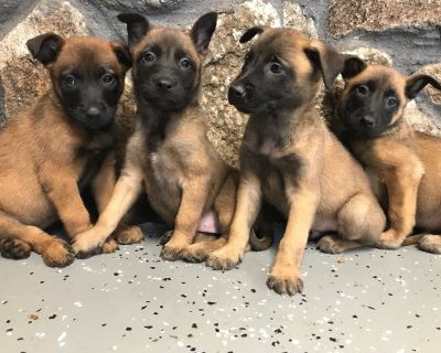 Working Dogs ForSale Belgian Malinois