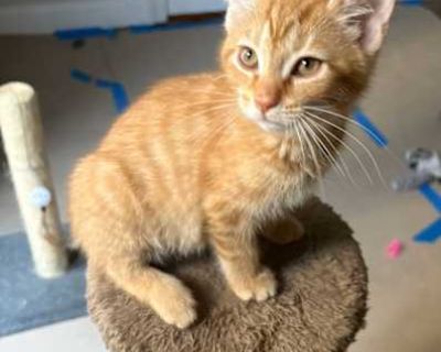 Biscuit and Pancake - Domestic Shorthair Male Cat for Adoption