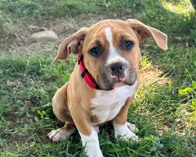 Benedict - Pit Bull Terrier & Hound Mix Male Puppy for Adoption