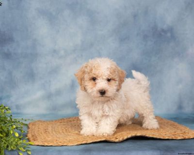 Helping qualified owners find the perfect puppy.. Gender: Male Sire: Oscar Dam: Cindy DOB: September 16th, 2025 Age: 8 Weeks Available: Available Now Microchipped Vet Checked Vaccinated Dewormed Family Raised Socialized Kid-Friendly Health Guarantee Extended Health Guarantee. Leroy & Liz Stoltzfus